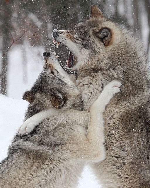 Wolf Hugs